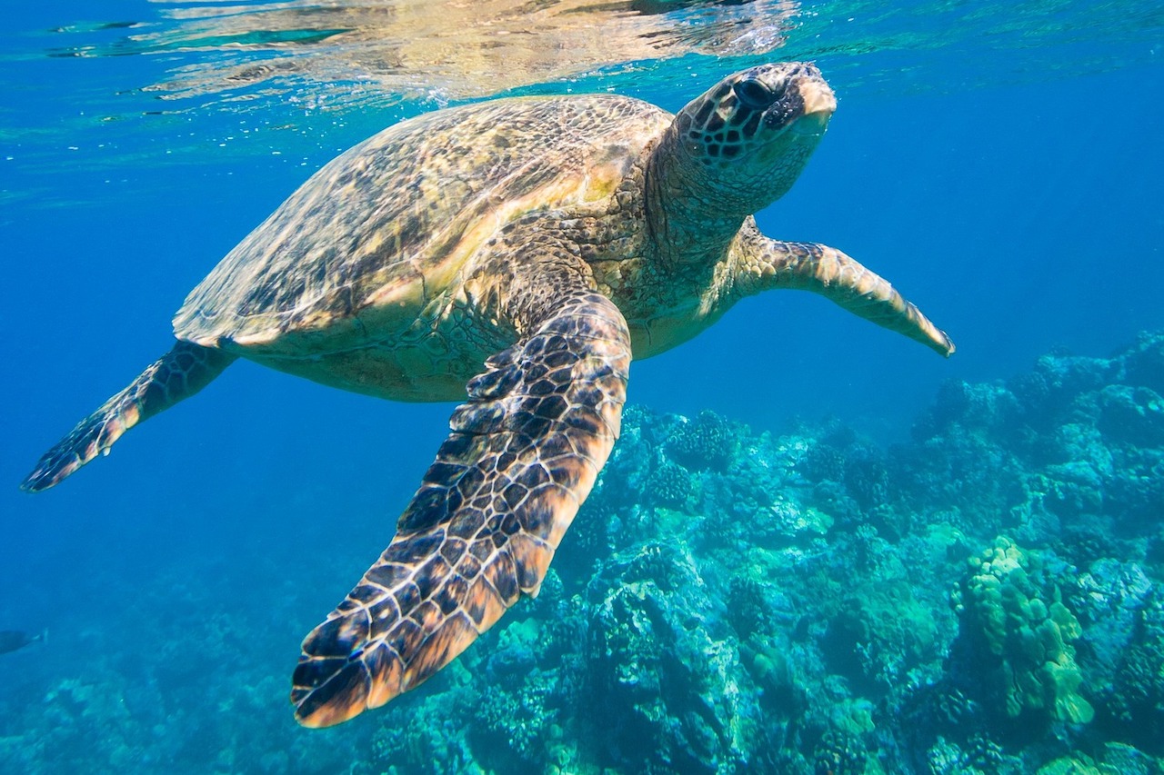 10 Awesome Turtle Facts You Probably Didn’t Know - Gap Year World