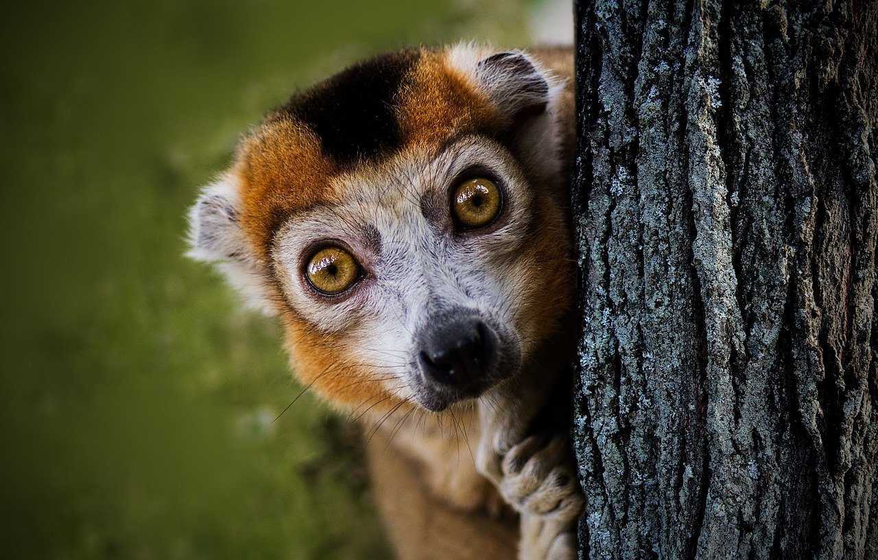 Biodiversity In Madagascar - Gap Year World